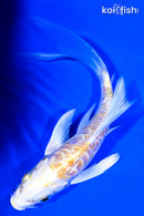 5" DOITSU LEMON HAIRWAKE BUTTERFLY