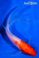 5" KOHAKU BUTTERFLY