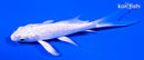 3.75" GINRIN PLATINUM OGON BUTTERFLY
