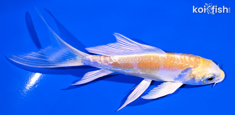 4.75" DOITSU HARIWAKE BUTTERFLY