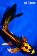6.75" ORENJI MATSUBA BUTTERFLY