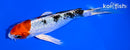 6.5" YAMATO NISHIKI BUTTERFLY