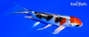 6.5" YAMATO NISHIKI BUTTERFLY