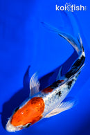 6.5" YAMATO NISHIKI BUTTERFLY
