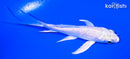 3.75" GINRIN PLATINUM OGON BUTTERFLY