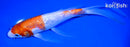 9.25" GINRIN KOHAKU BUTTERFLY