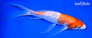 9.25" GINRIN KOHAKU BUTTERFLY