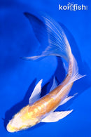 4.75" DOITSU HARIWAKE BUTTERFLY