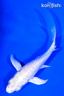 3.75" GINRIN PLATINUM OGON BUTTERFLY