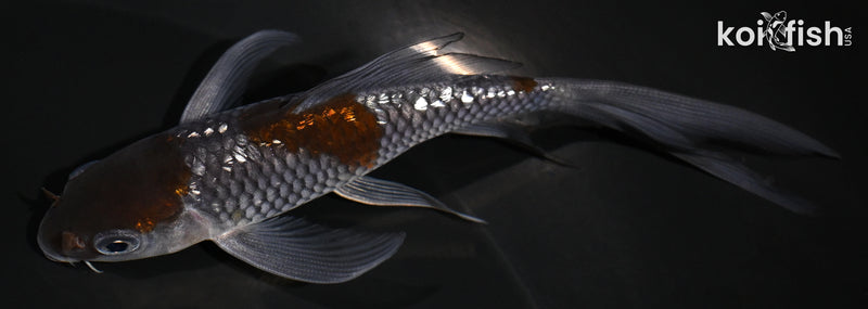 4.5" GINRIN OCHIBA SHIGURE BUTTERFLY