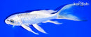 7.25" GINRIN GIN MATSUBA BUTTERFLY