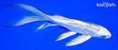 7.25" GINRIN GIN MATSUBA BUTTERFLY