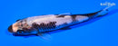 4.75" MATSUKAWABAKE
