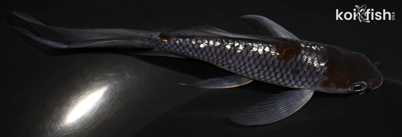 4.5" GINRIN OCHIBA SHIGURE BUTTERFLY