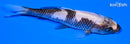 4.75" MATSUKAWABAKE