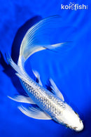 7.25" GINRIN GIN MATSUBA BUTTERFLY