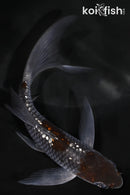 4.5" GINRIN OCHIBA SHIGURE BUTTERFLY