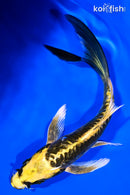 6" KIN KIKOKURYU BUTTERFLY