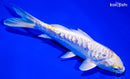6.5" DOITSU LEMON HARIWAKE