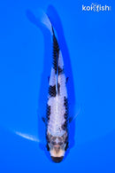 4.75" MATSUKAWABAKE