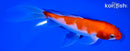 7" KOHAKU BUTTERFLY