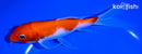 7" KOHAKU BUTTERFLY