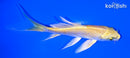 4.5" YAMABUKI OGON BUTTERFLY