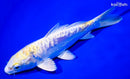 6.5" DOITSU LEMON HARIWAKE