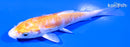 4.5" KIKUSUI
