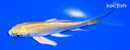 4.5" YAMABUKI OGON BUTTERFLY
