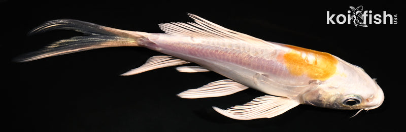 4.25" DOITSU HARIWAKE BUTTERFLY