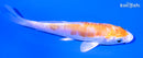 4.5" KIKUSUI
