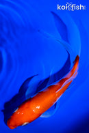 7" KOHAKU BUTTERFLY