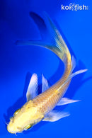 4.5" YAMABUKI OGON BUTTERFLY