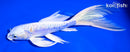 7" ARAGOKE HEISEI NISHIKI BUTTERFLY