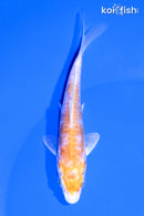 4.5" KIKUSUI