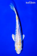 6.5" DOITSU LEMON HARIWAKE