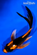 4.25" KIN ORENJI MATSUBA BUTTERFLY