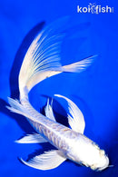 7" ARAGOKE HEISEI NISHIKI BUTTERFLY
