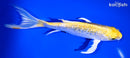 7.25" GINRIN LEMON HARIWAKE BUTTERFLY