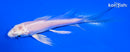 4.75" PLATINUM OGON BUTTERFLY
