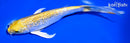 7.25" GINRIN LEMON HARIWAKE BUTTERFLY