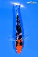4.5" SANKE