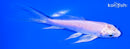 4.75" PLATINUM OGON BUTTERFLY