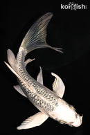 4.5" GIN MATSUBA BUTTERFLY