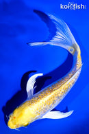 7.25" GINRIN LEMON HARIWAKE BUTTERFLY
