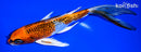 6.75" GINRIN KUJAKU BUTTERFLY
