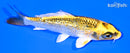 4.75" GINRIN KUJAKU