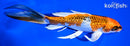 6.75" GINRIN KUJAKU BUTTERFLY