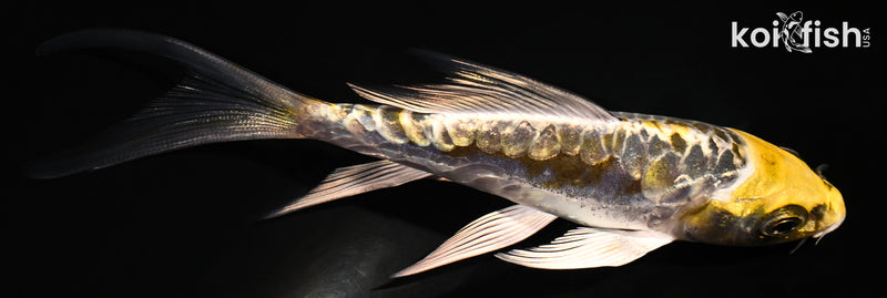 4.5" KIN KIKOKURYU BUTTERFLY